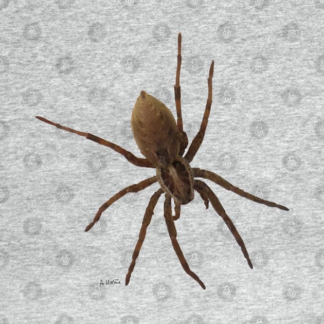 House spider by AHelene